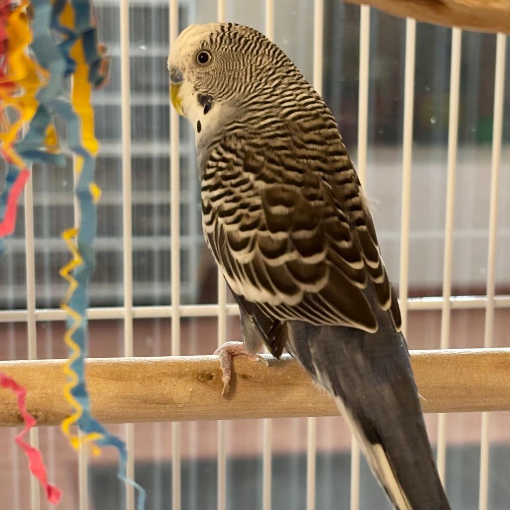 Enlarge Rooney Doodle, a Adoptable Parakeet (Other) in Glenwood Springs, CO image 2/3