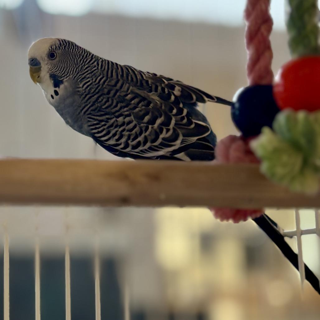 Enlarge Rooney Doodle, a Adoptable Parakeet (Other) in Glenwood Springs, CO image 3/3
