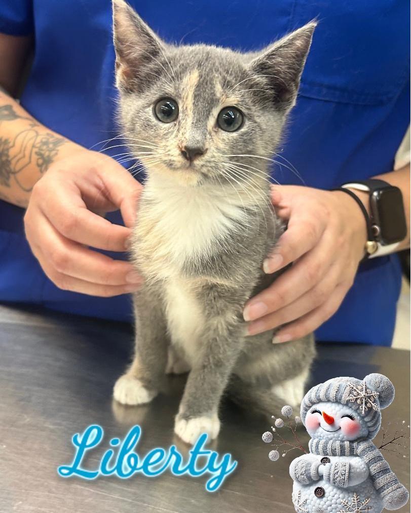 Insurence Girl (Liberty), ADOPTABLE, Kitten Female Domestic Short Hair.