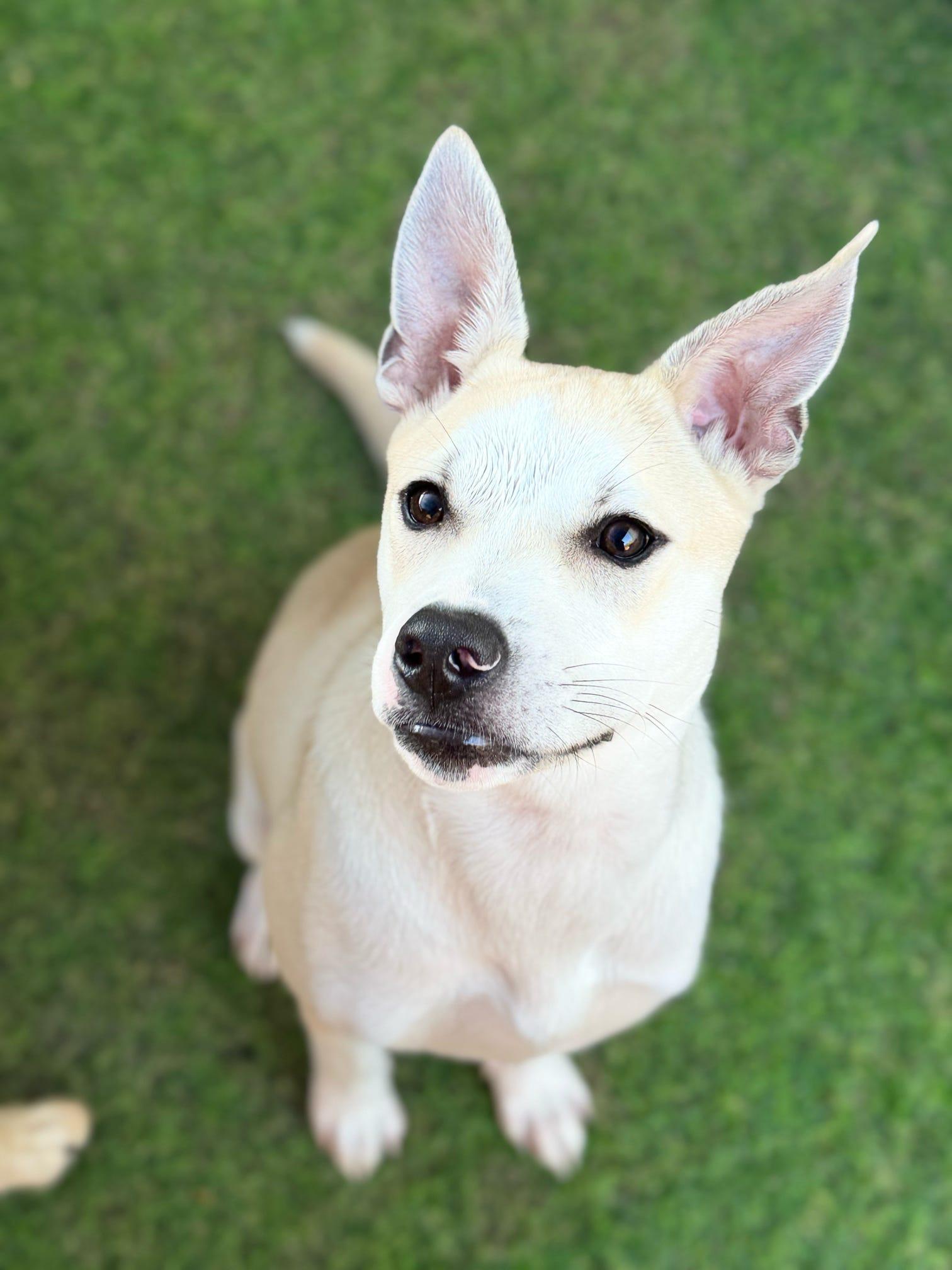 Enlarge Ivy, a Adoptable mixed breed in Pelham, AL image 3/6