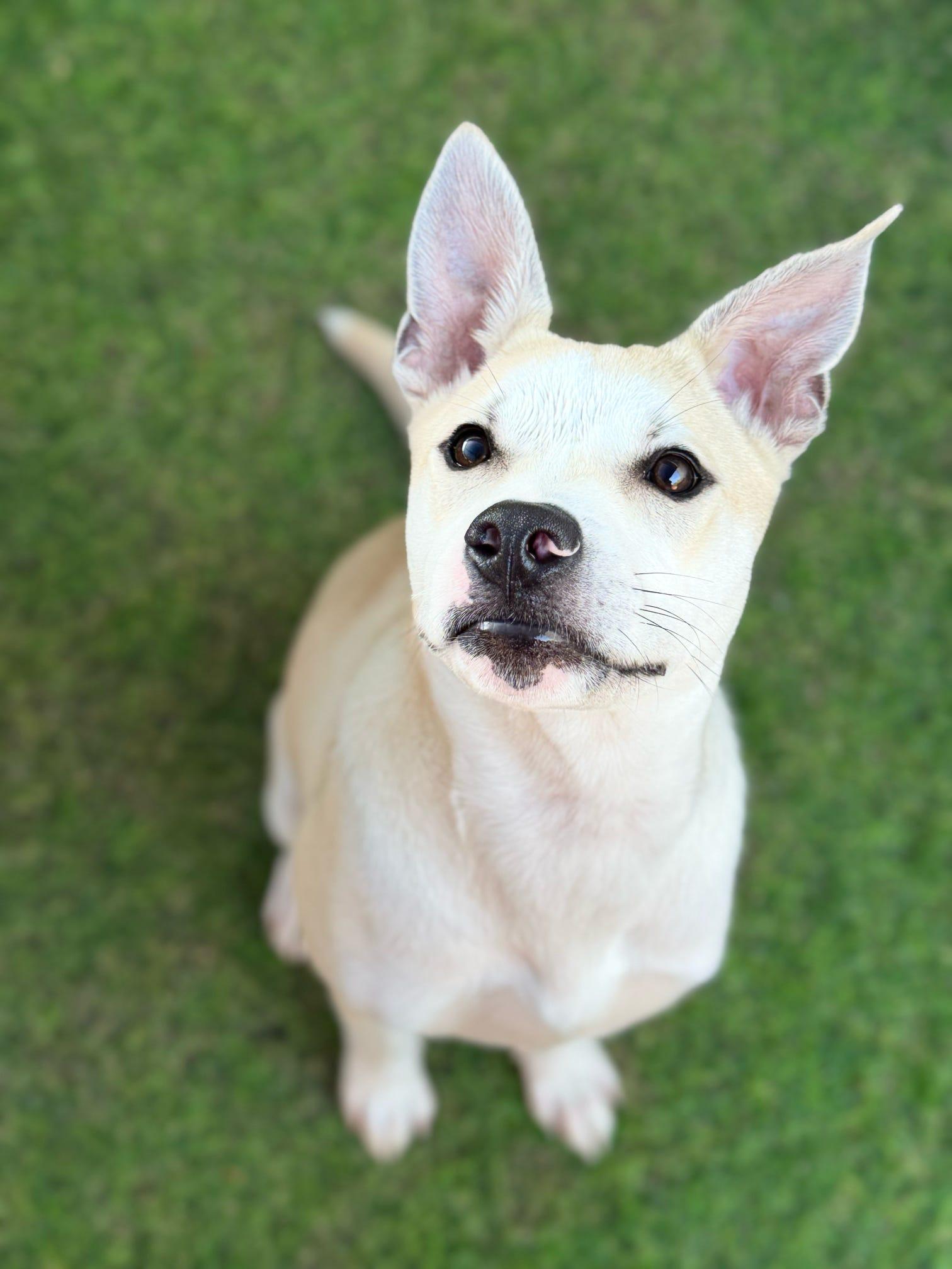 Enlarge Ivy, a Adoptable mixed breed in Pelham, AL image 1/6