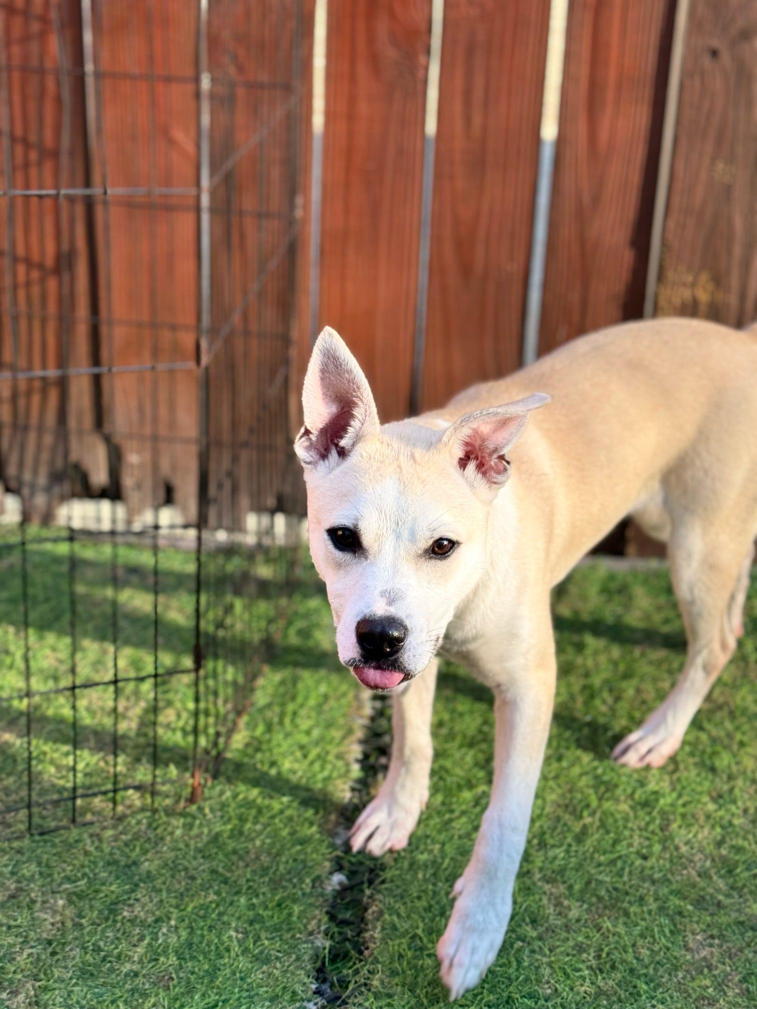 Enlarge Ivy, a Adoptable mixed breed in Pelham, AL image 4/6