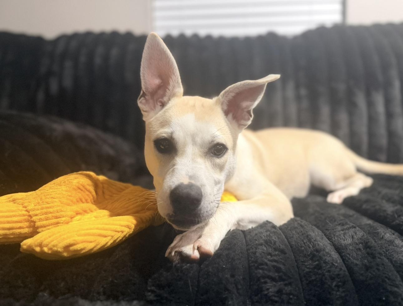 Enlarge Ivy, a Adoptable mixed breed in Pelham, AL image 5/6