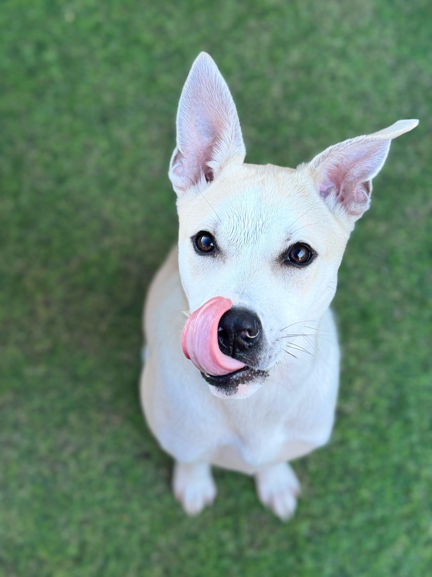Enlarge Ivy, a Adoptable mixed breed in Pelham, AL image 2/6