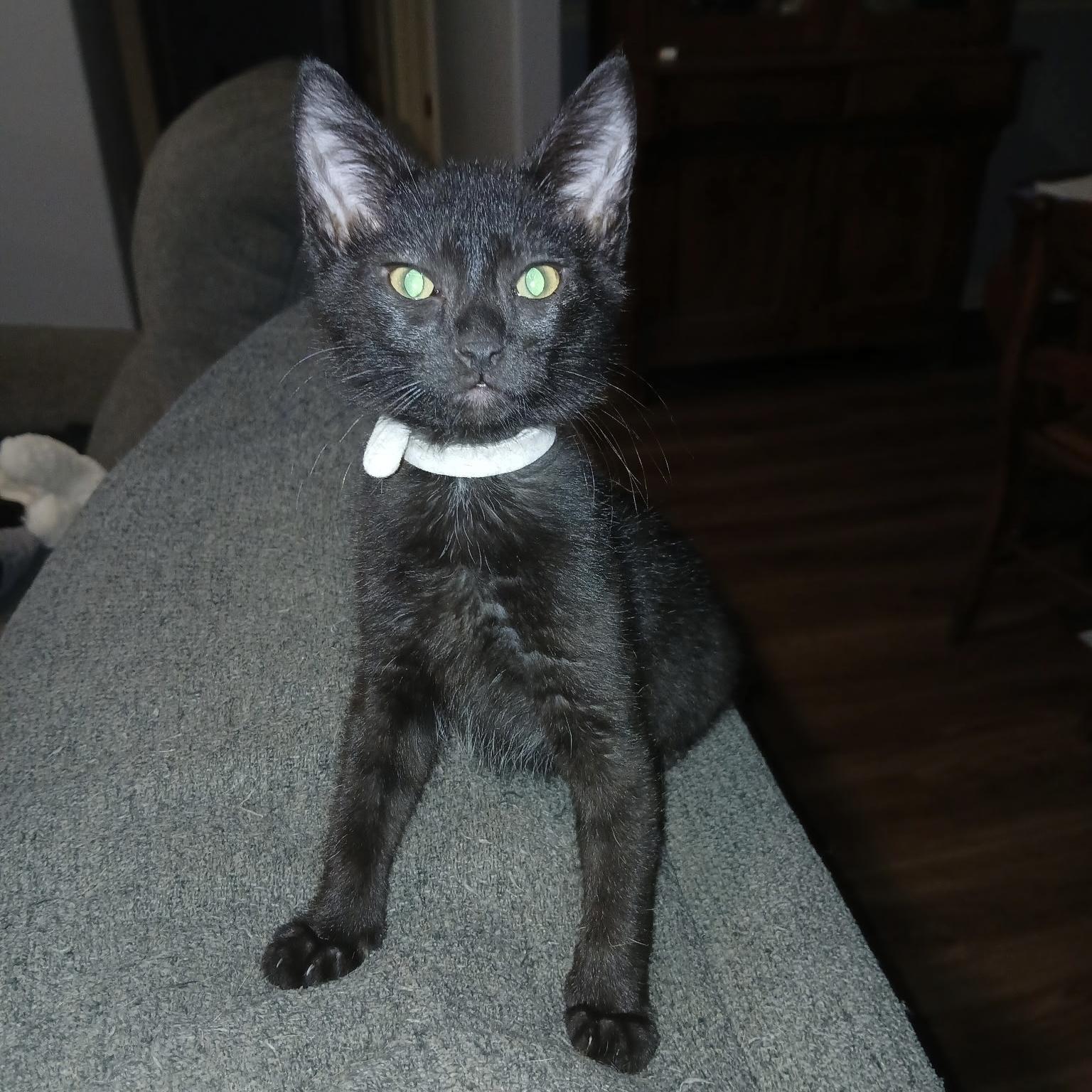Hawk, adopted, Kitten Male Domestic Short Hair.