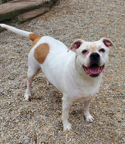 Athena (6839), Adoptable, Adult Female Pit Bull Terrier.