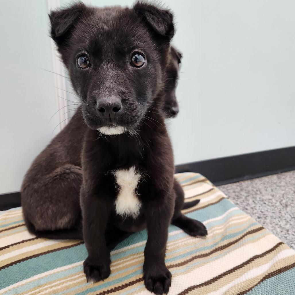 Enlarge Marina, a Adoptable Mixed Breed in Saskatoon, SK image 1/1