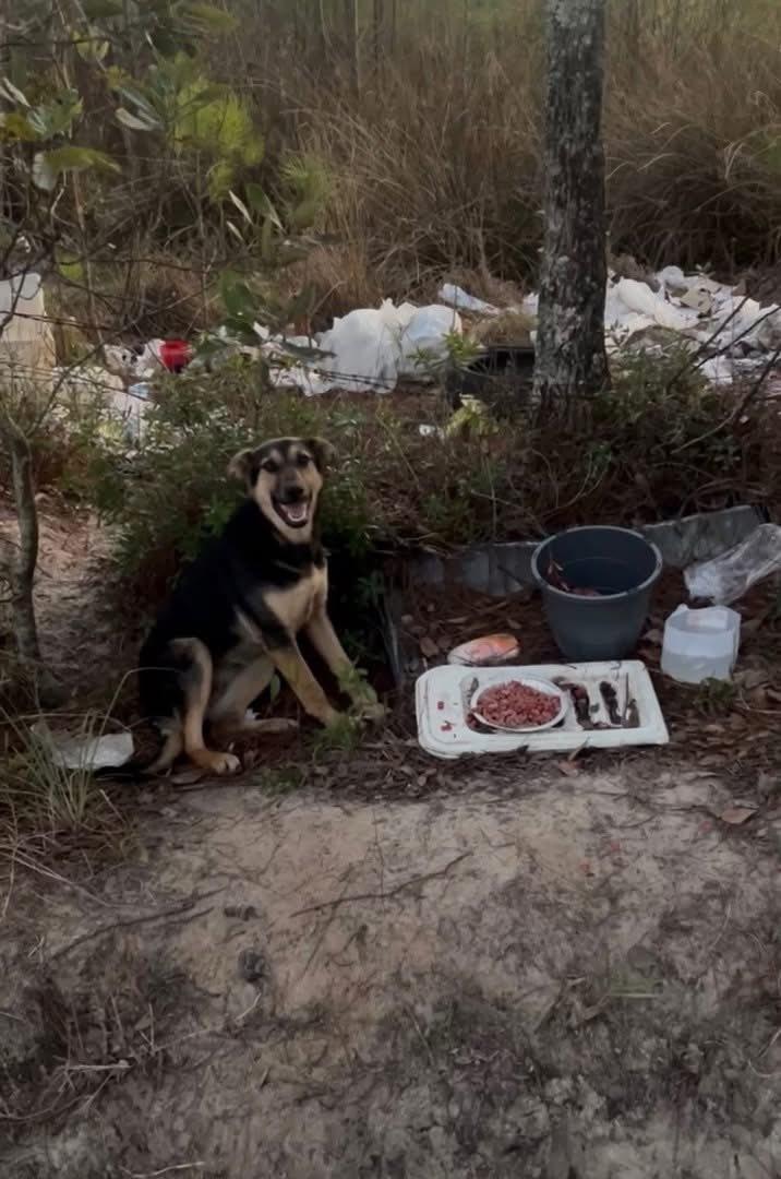 Wilma, Adoptable, Adult Female German Shepherd Dog.