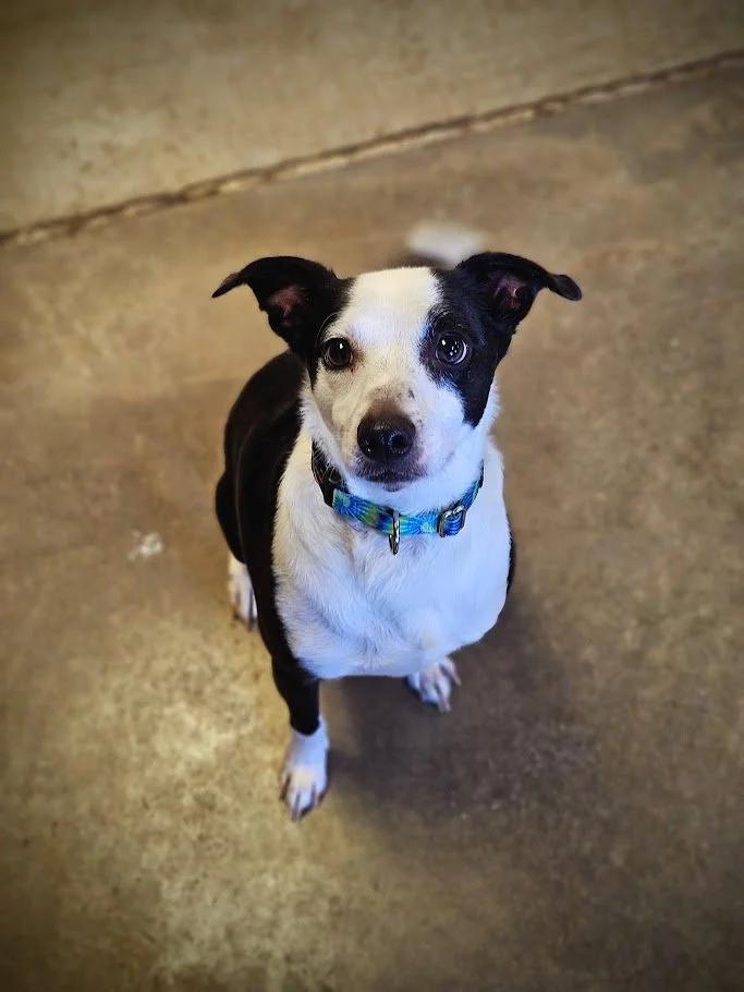 Enlarge Marbles, a ADOPTABLE mixed breed in Winona, MN image 3/6