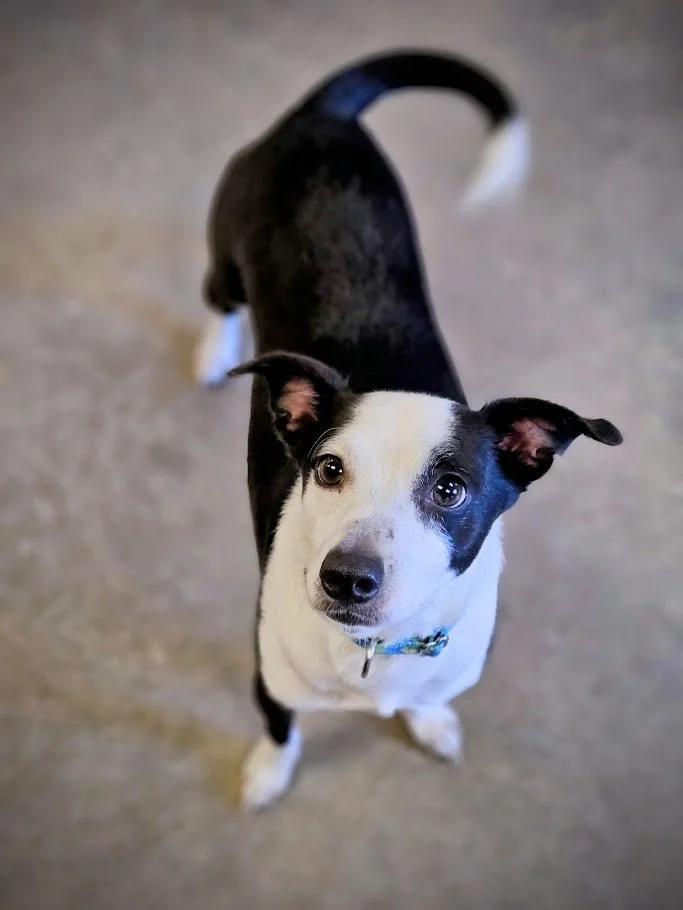 Enlarge Marbles, a ADOPTABLE mixed breed in Winona, MN image 2/6