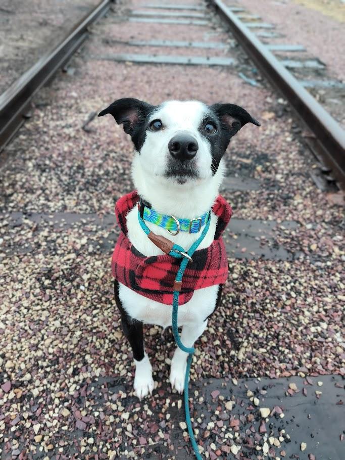 Enlarge Marbles, a ADOPTABLE mixed breed in Winona, MN image 5/6