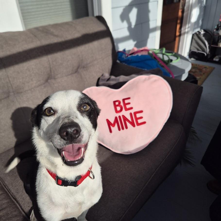 Enlarge Marbles, a ADOPTABLE mixed breed in Winona, MN image 1/6