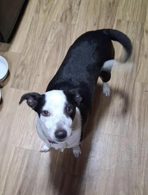 Enlarge Marbles, a ADOPTABLE mixed breed in Winona, MN image 5/6