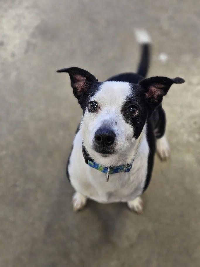 Enlarge Marbles, a ADOPTABLE mixed breed in Winona, MN image 6/6