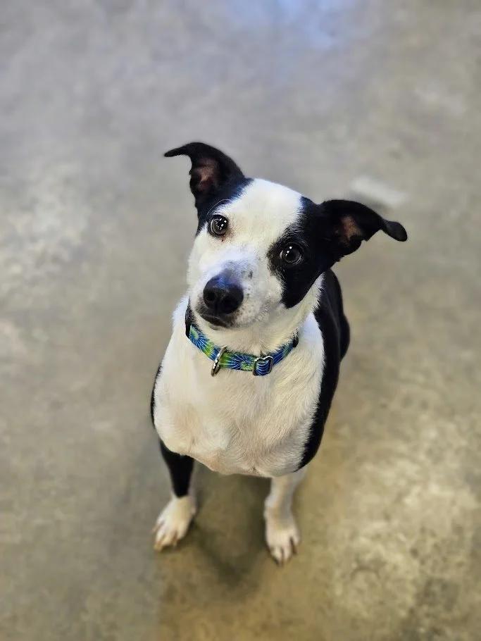 Enlarge Marbles, a ADOPTABLE mixed breed in Winona, MN image 1/6