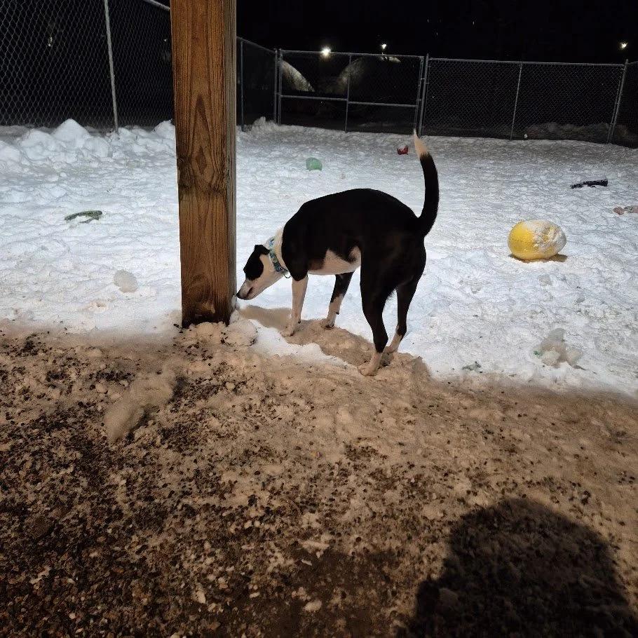 Enlarge Marbles, a ADOPTABLE mixed breed in Winona, MN image 4/6