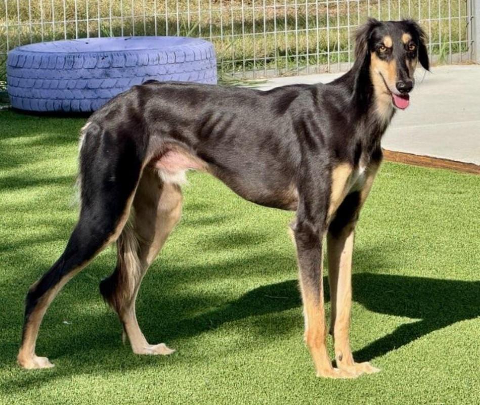 Roman-Royal dog of Egypt, an adoptable Saluki in San Antonio, TX, 78230 | Photo Image 1