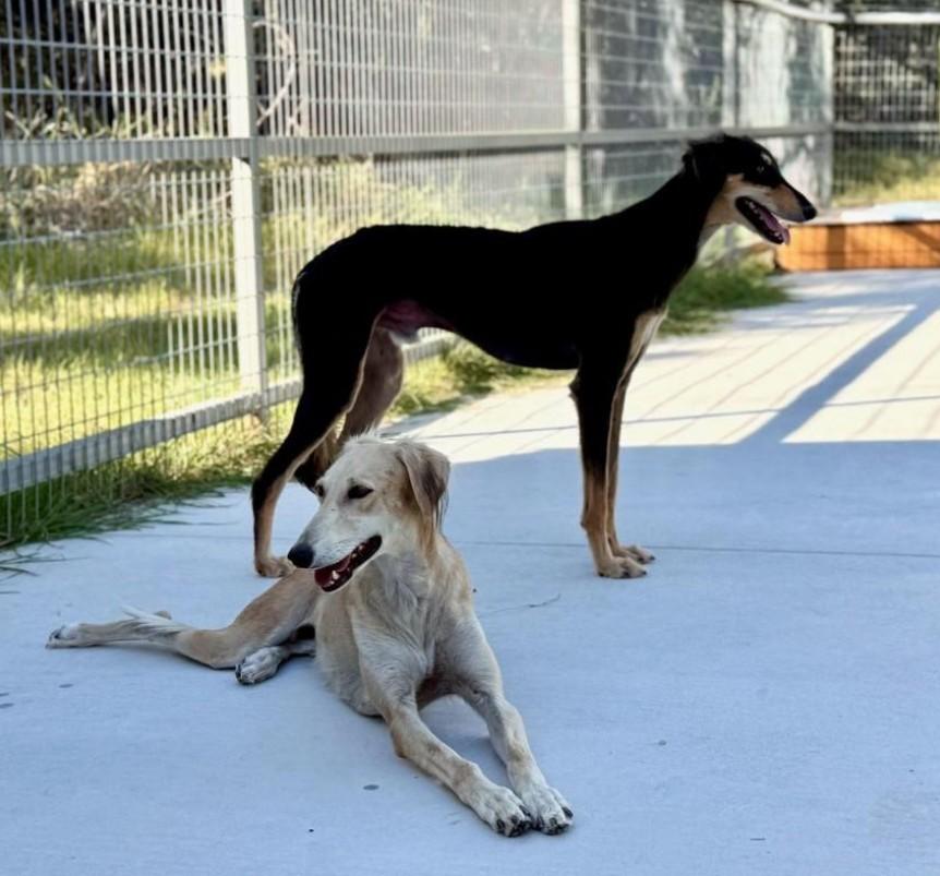Roman-Royal dog of Egypt, an adoptable Saluki in San Antonio, TX, 78230 | Photo Image 3