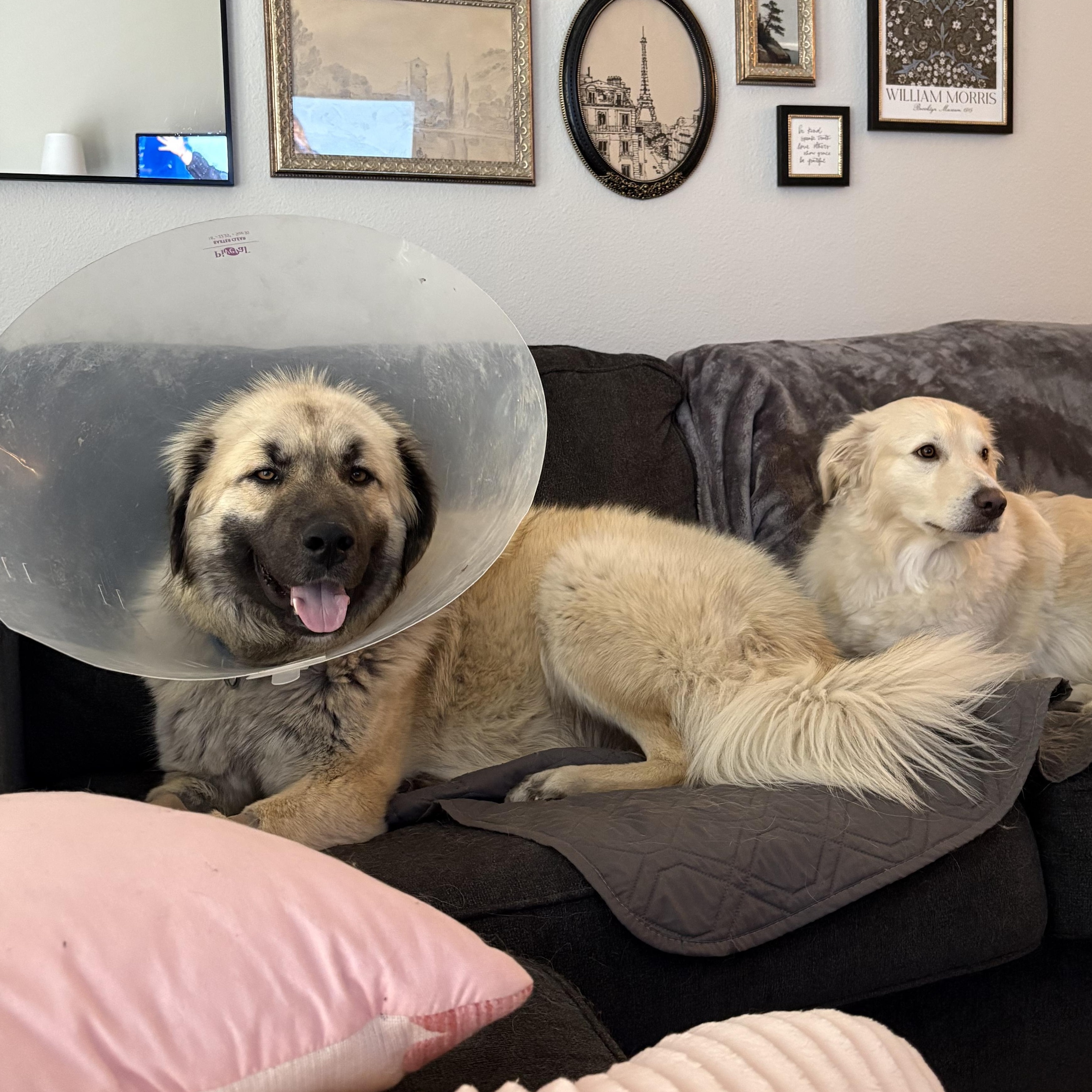 Enlarge Hope, a Adoptable Anatolian Shepherd in Colorado Springs, CO image 4/5