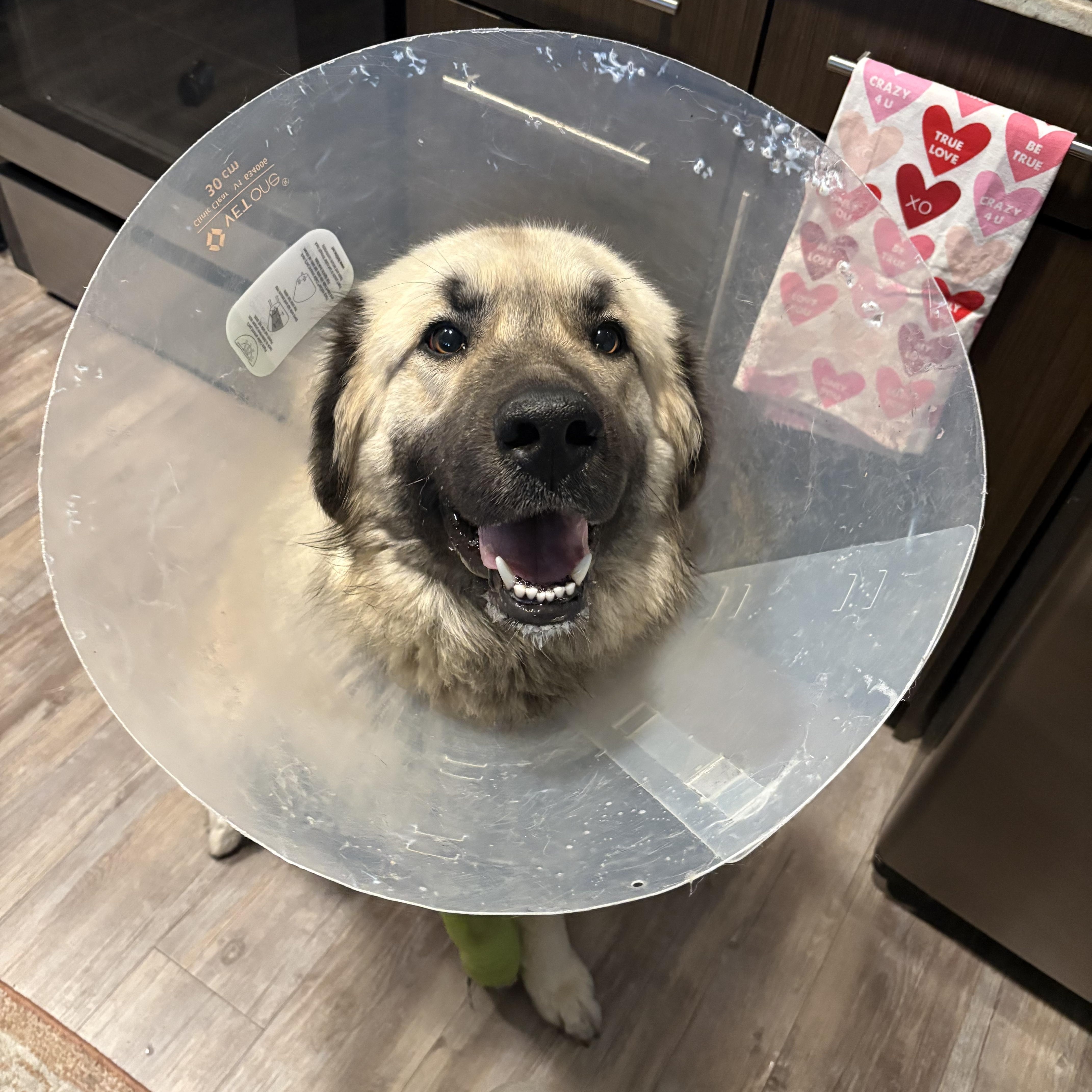 Enlarge Hope, a Adoptable Anatolian Shepherd in Colorado Springs, CO image 5/5