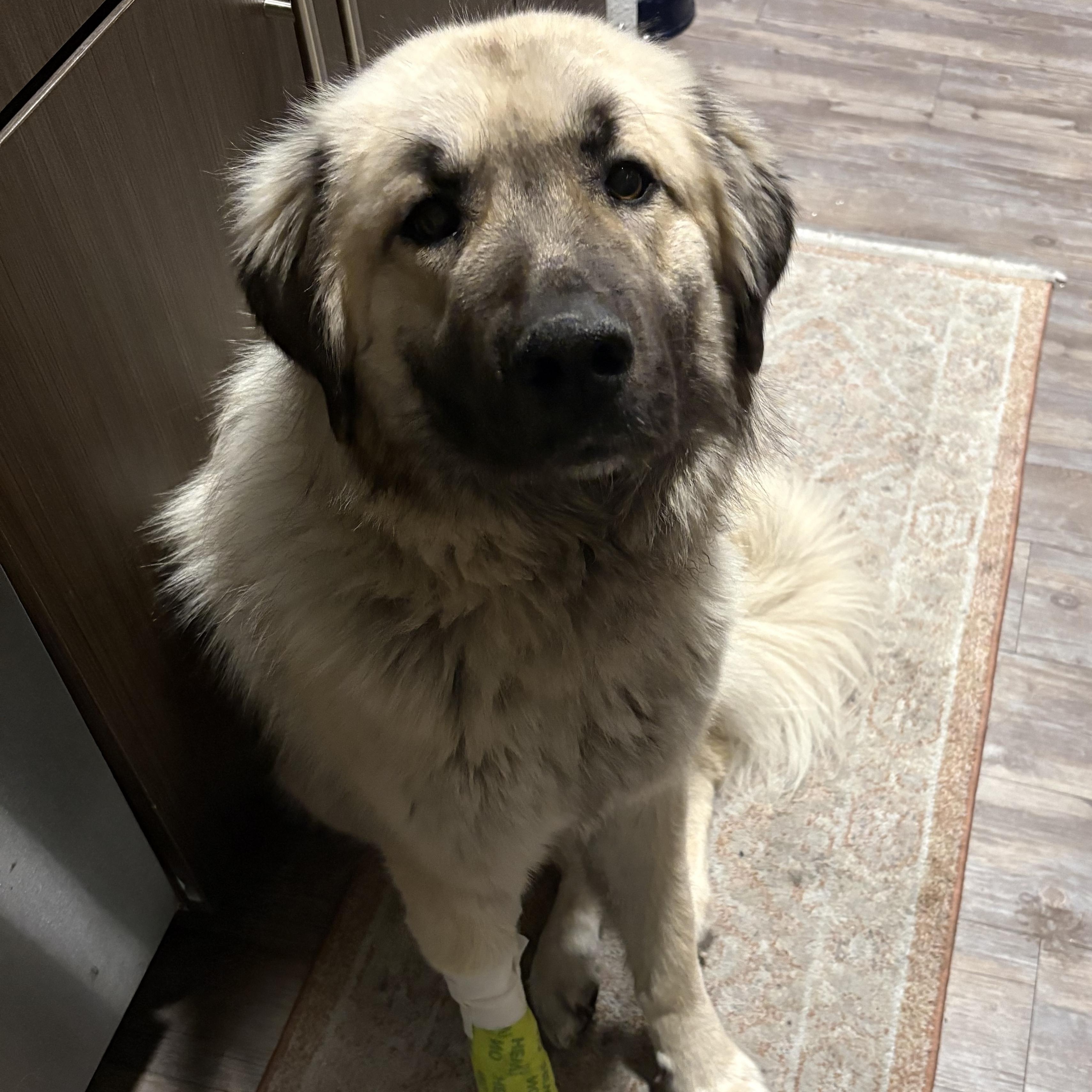 Enlarge Hope, a Adoptable Anatolian Shepherd in Colorado Springs, CO image 3/5