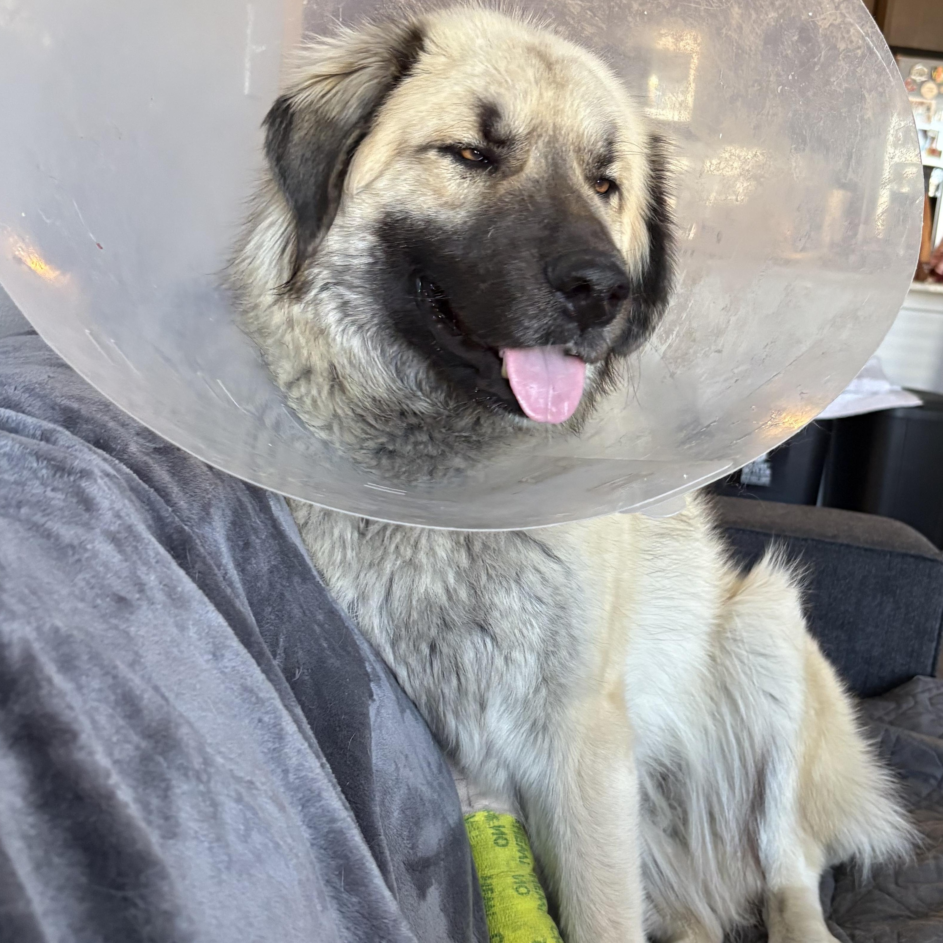 Enlarge Hope, a Adoptable Anatolian Shepherd in Colorado Springs, CO image 2/5