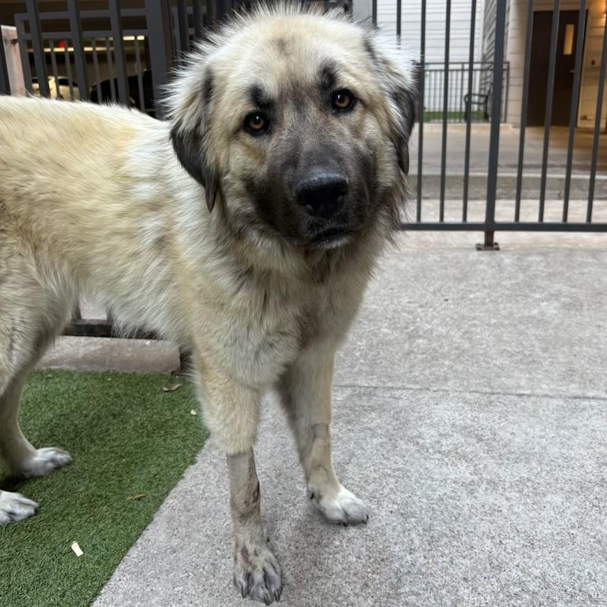 Enlarge Hope, a Adoptable Anatolian Shepherd in Colorado Springs, CO image 1/5