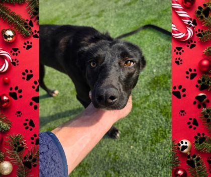 Walnut, Adoptable, Young Female Mixed Breed & Mixed Breed.