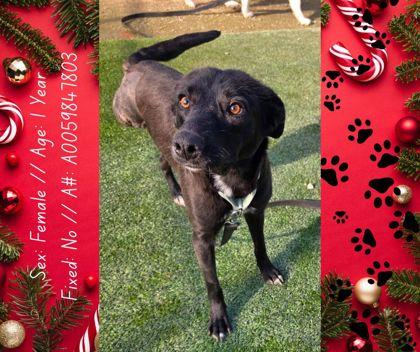 Enlarge Walnut, a Adoptable mixed breed in Fresno, CA image 2/3