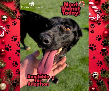 Enlarge Walnut, a Adoptable mixed breed in Fresno, CA image 3/3