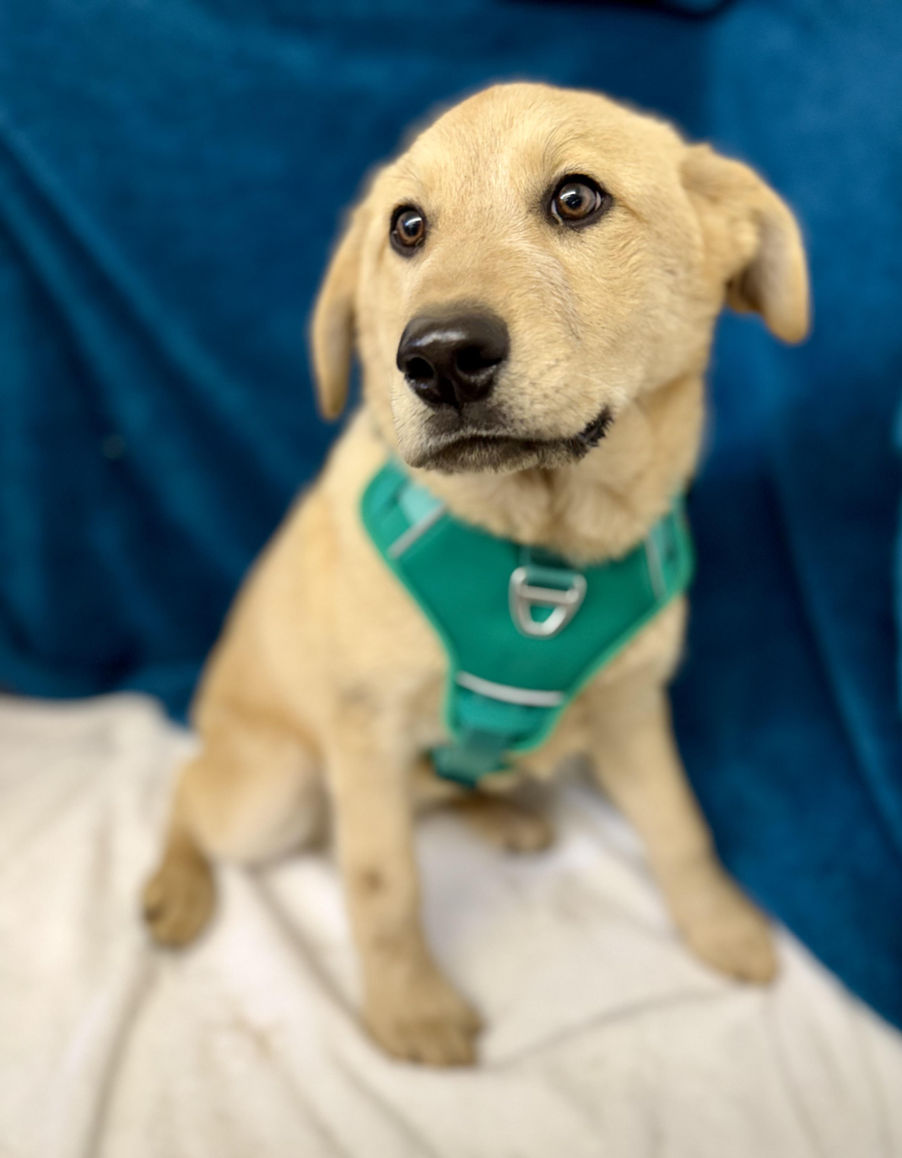 Enlarge Bow, an adopted mixed breed in Sonora, CA image 2/4