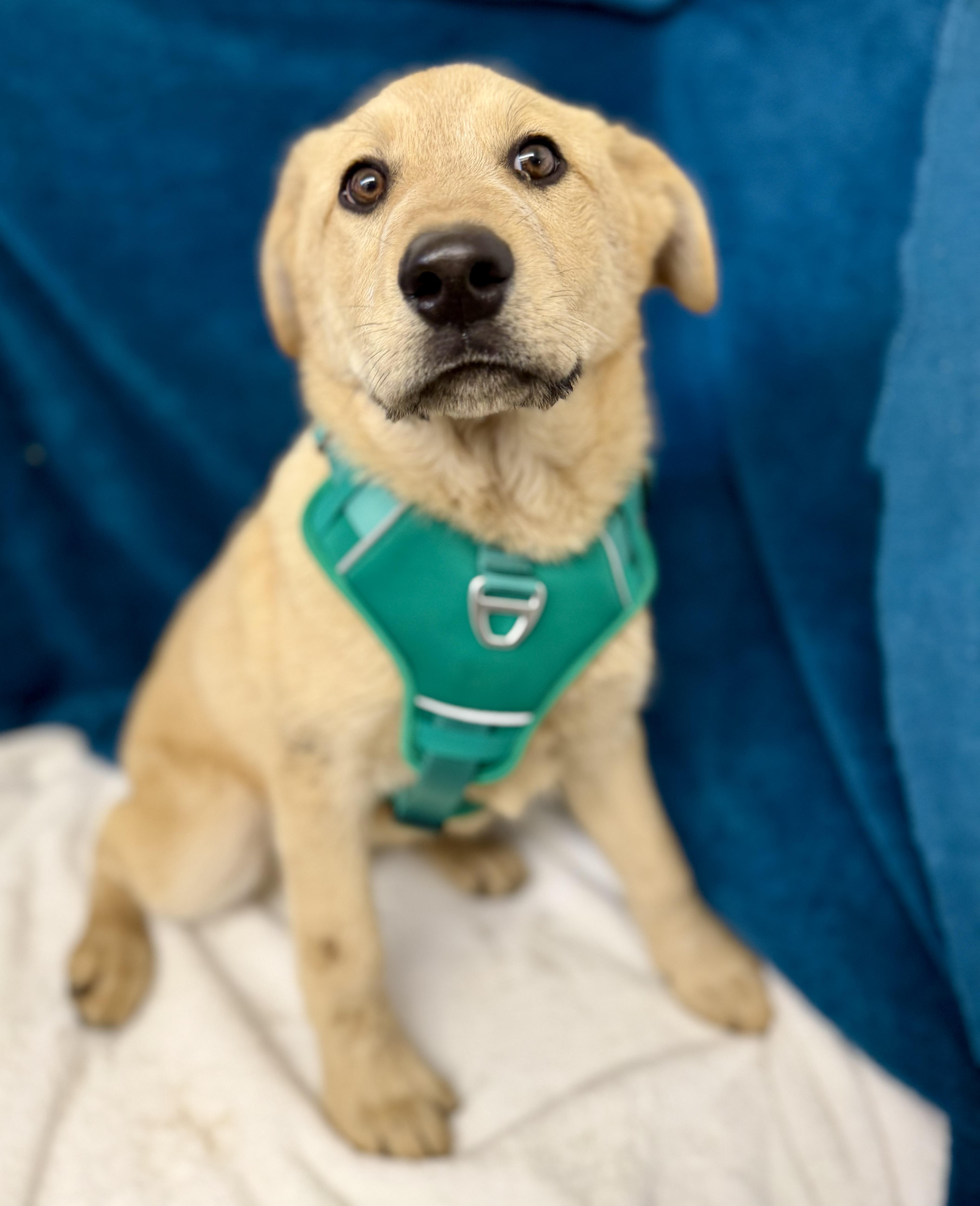 Enlarge Bow, an adopted mixed breed in Sonora, CA image 4/4