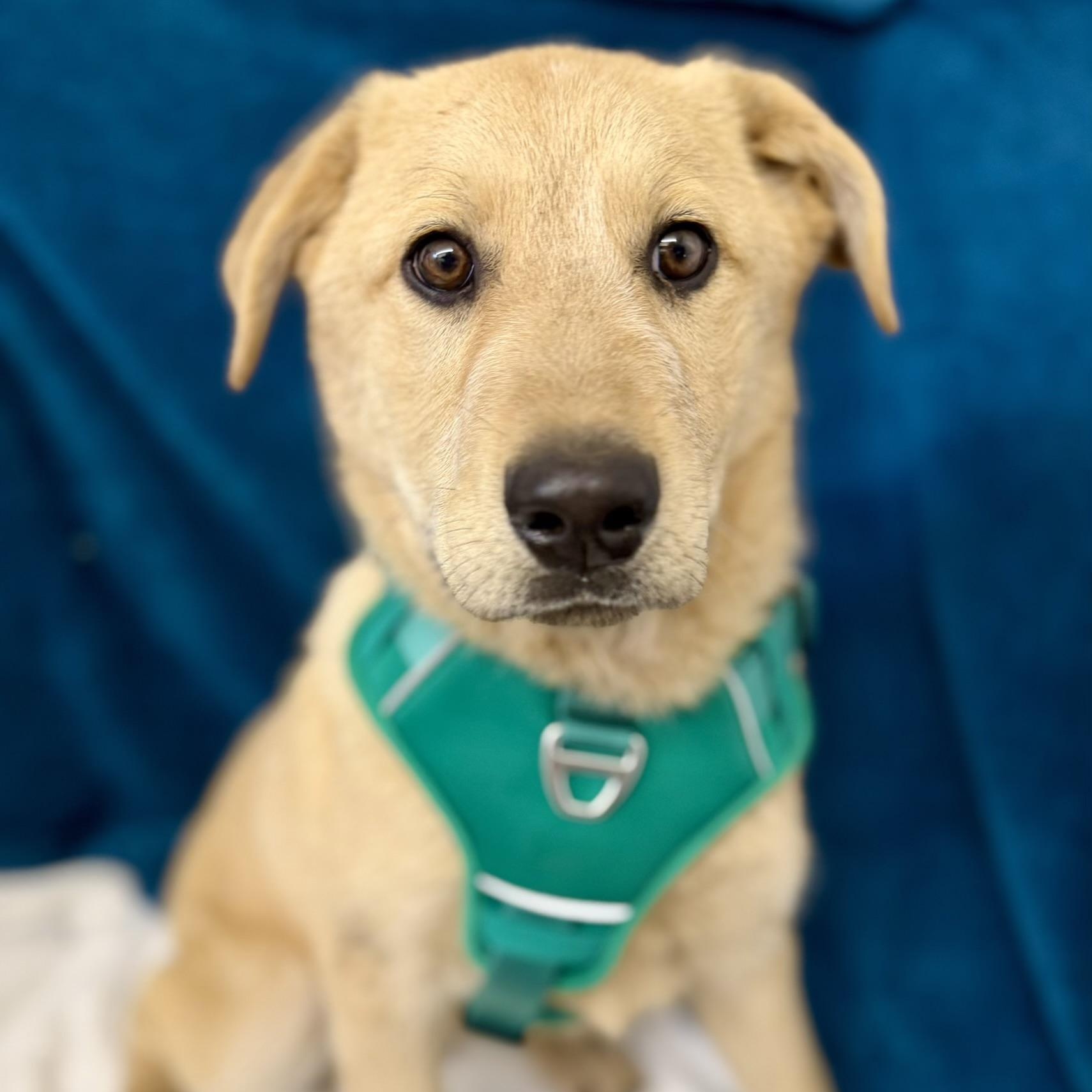 Bow, adopted, Puppy Male Australian Cattle Dog / Blue Heeler & Shepherd.