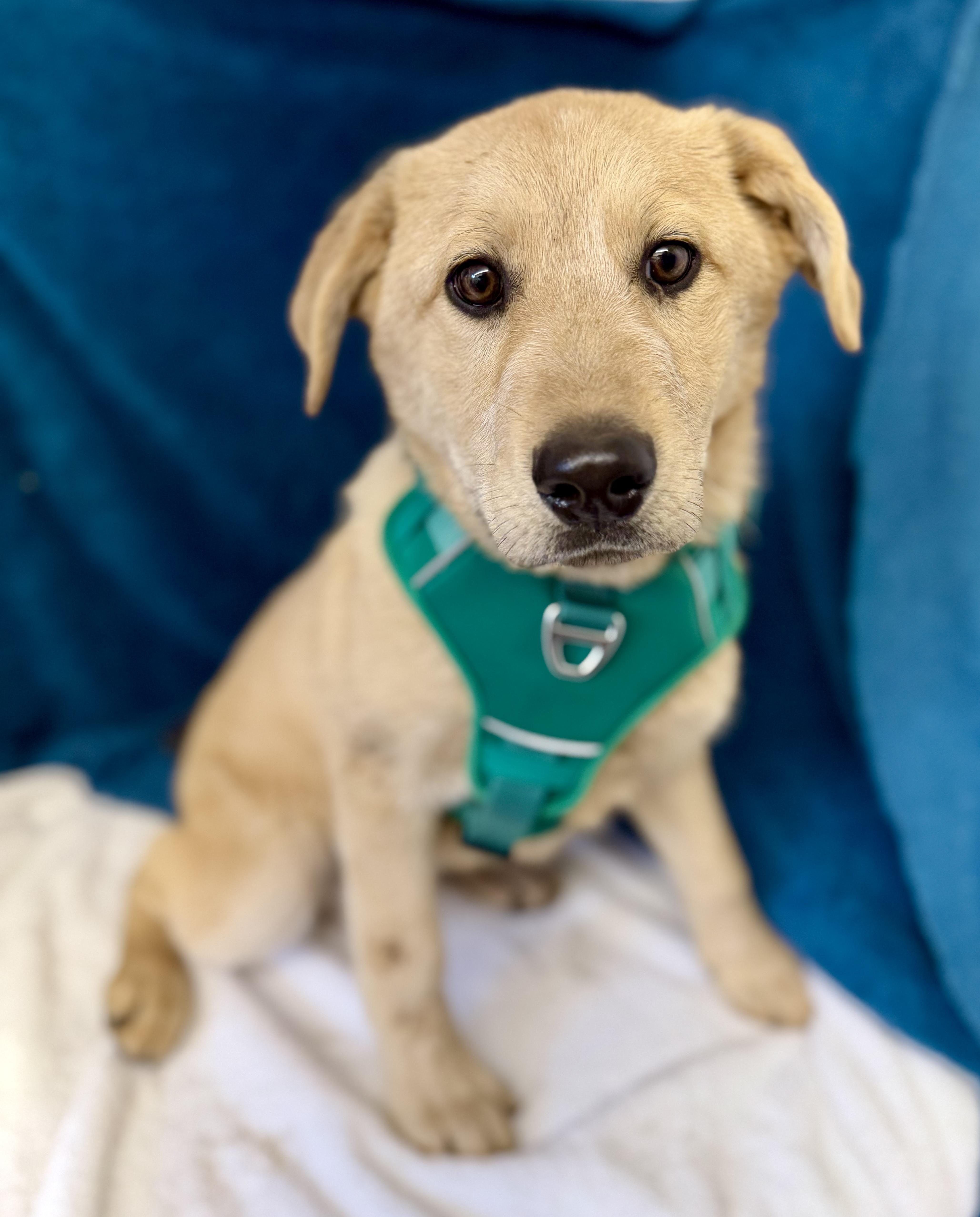 Enlarge Bow, an adopted mixed breed in Sonora, CA image 3/4