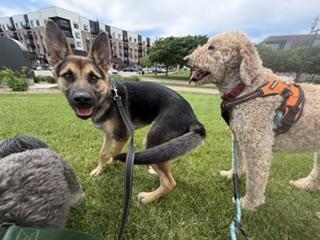 Enlarge Ruger, an adoptable mixed breed in Sioux Falls, SD image 6/6