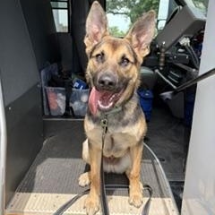 Enlarge Ruger, an adoptable mixed breed in Sioux Falls, SD image 1/6