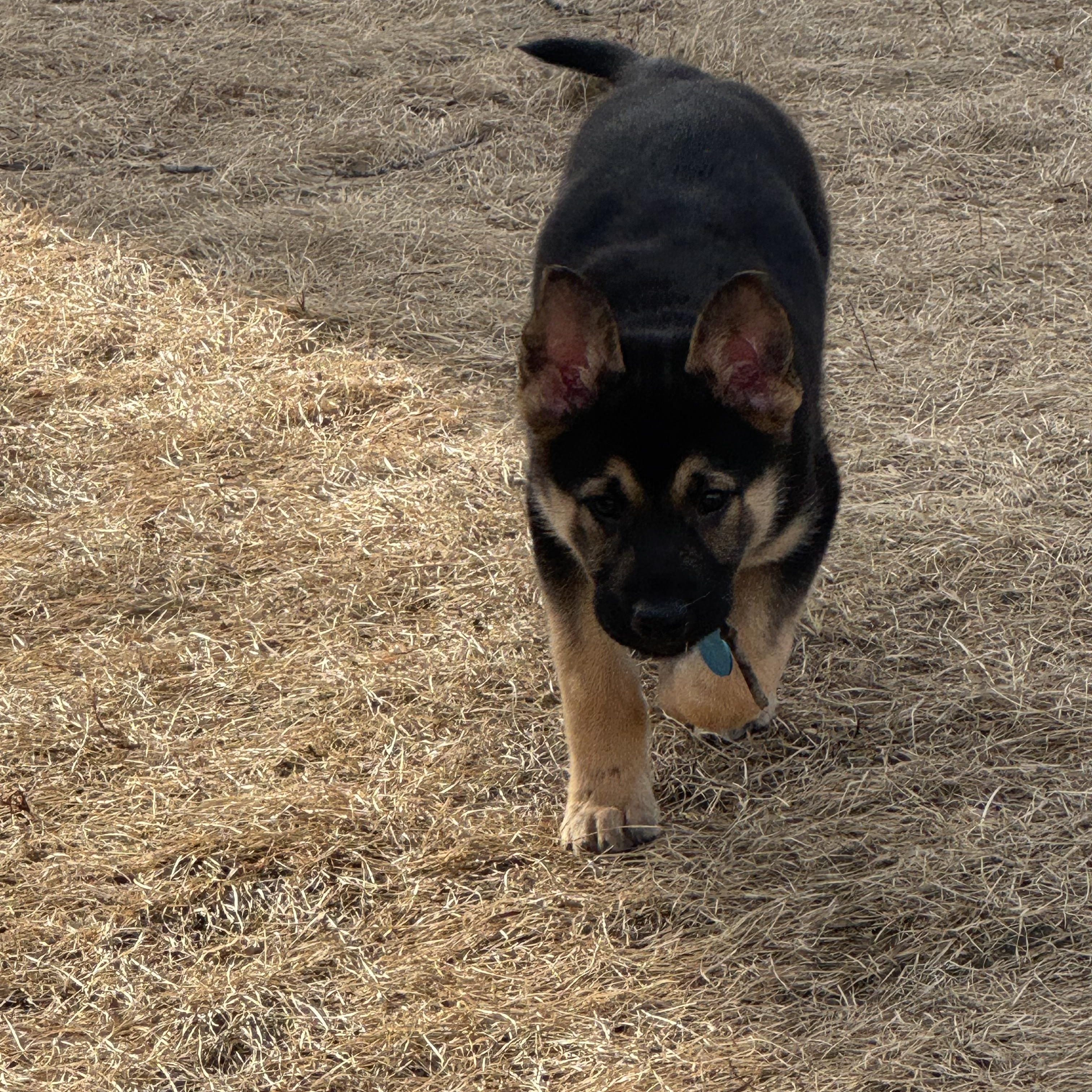 Ruger — thumbnail 2