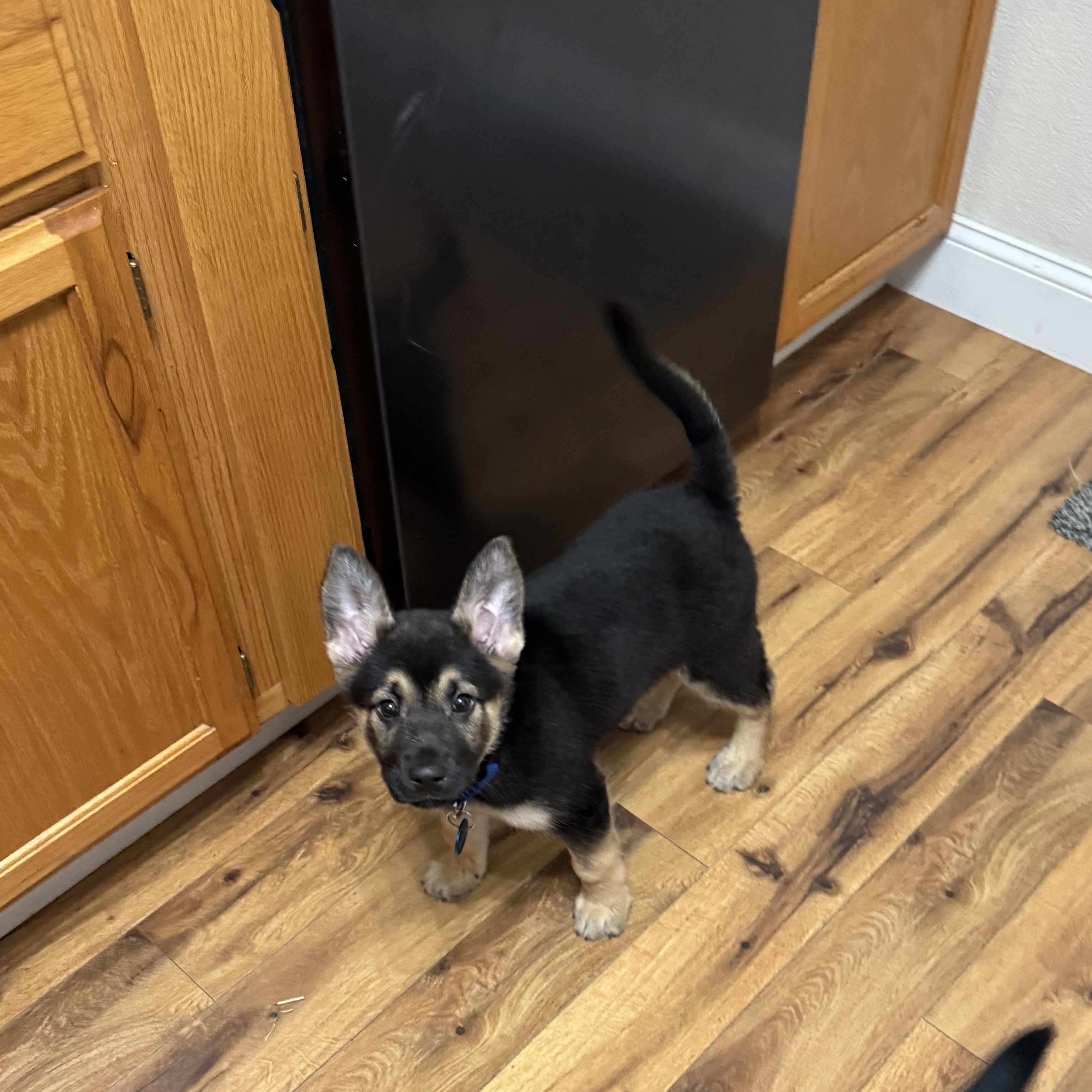 Ruger — thumbnail 3