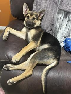 Enlarge Ruger, an adoptable mixed breed in Sioux Falls, SD image 4/6