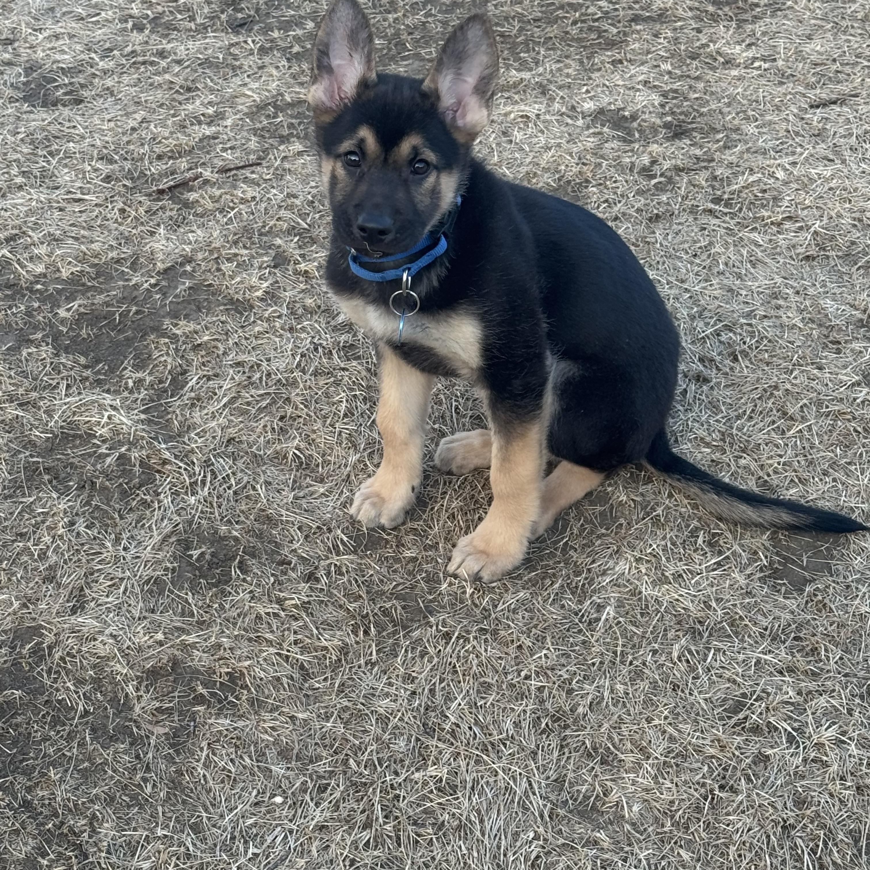 Ruger — thumbnail 4