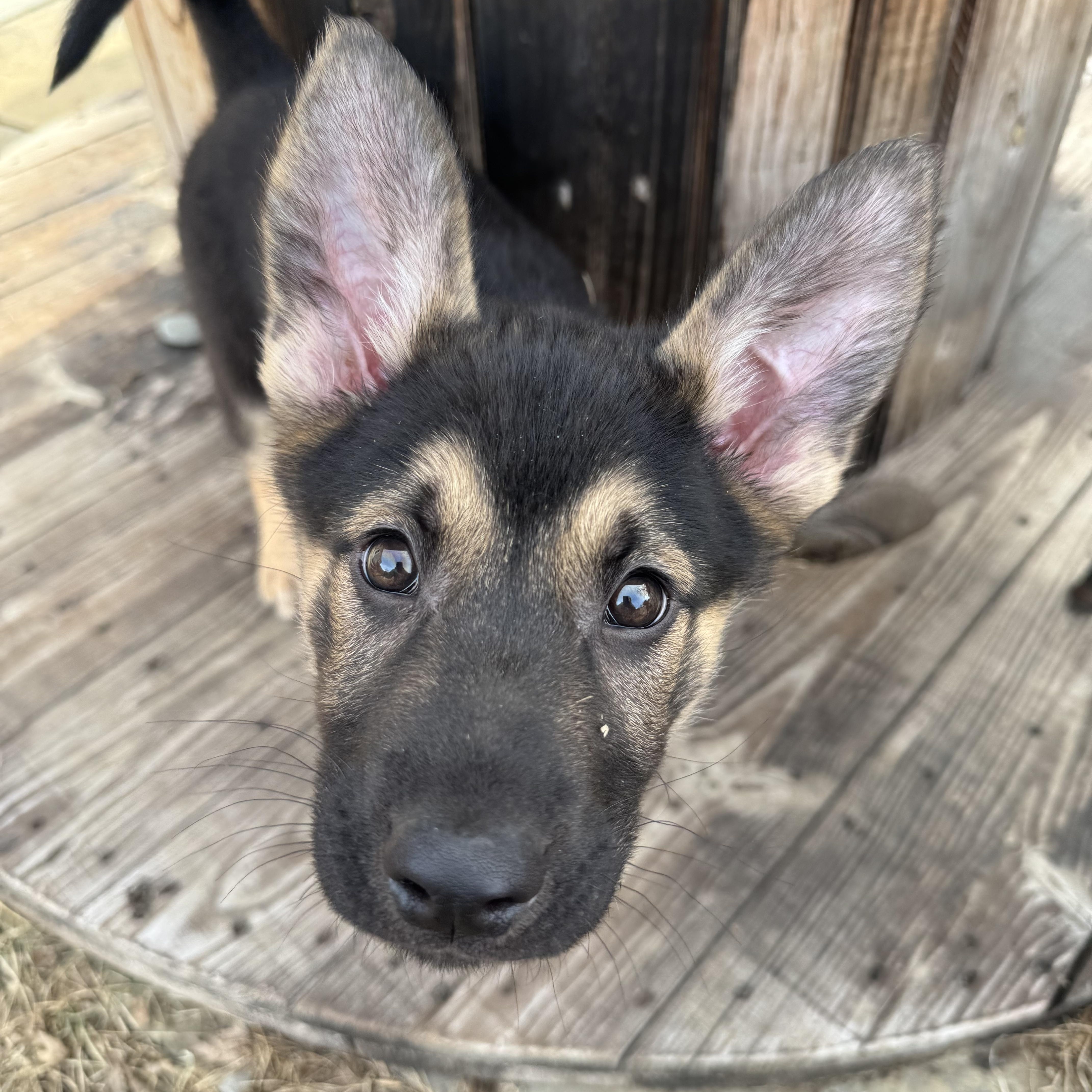 Ruger — thumbnail 5