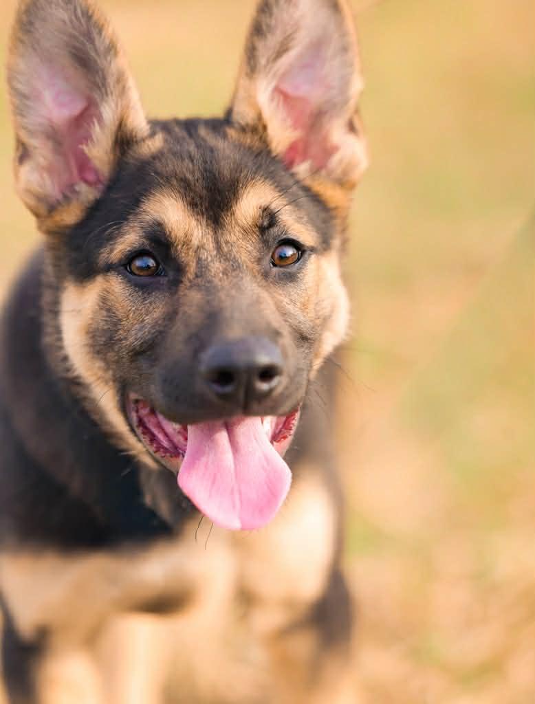 Enlarge Ruger, an adoptable mixed breed in Sioux Falls, SD image 2/6