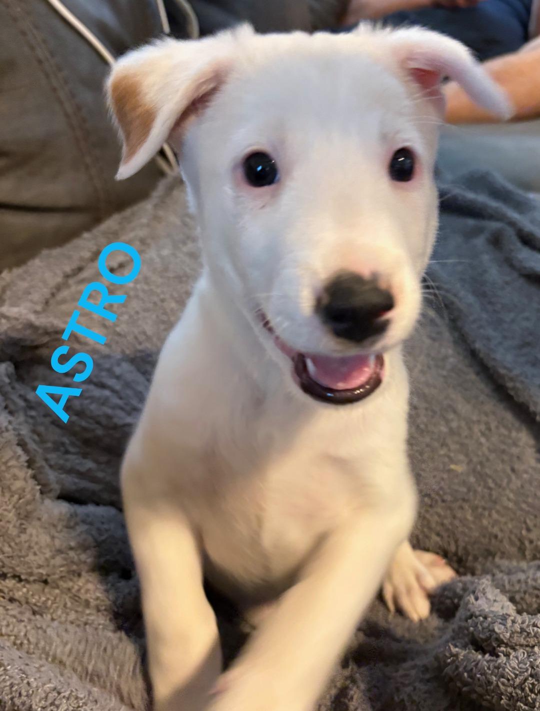 Astro, Adoptable, Puppy Male Border Collie.