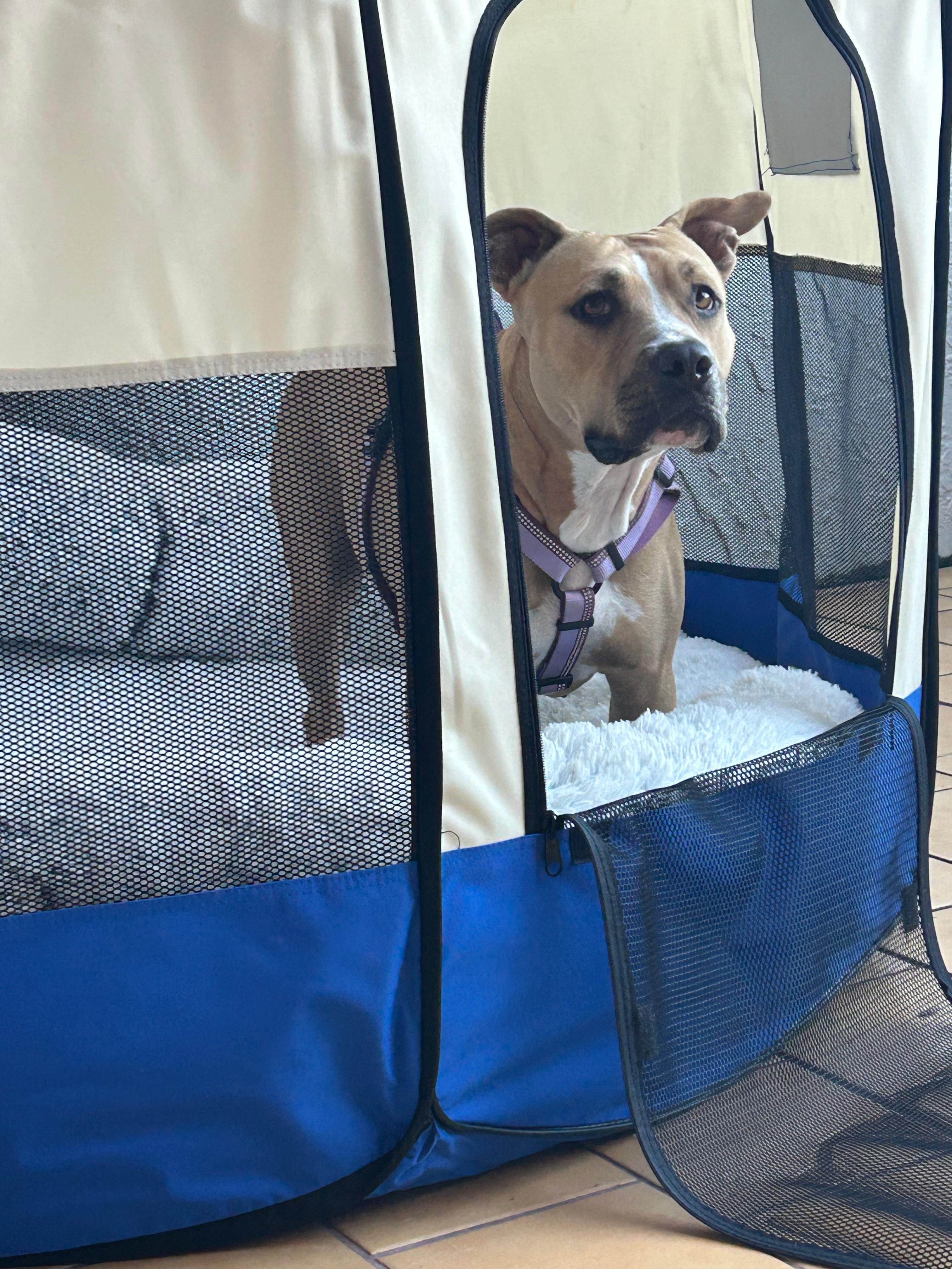 Enlarge Molly, an adoptable mixed breed in Homestead, FL image 6/6