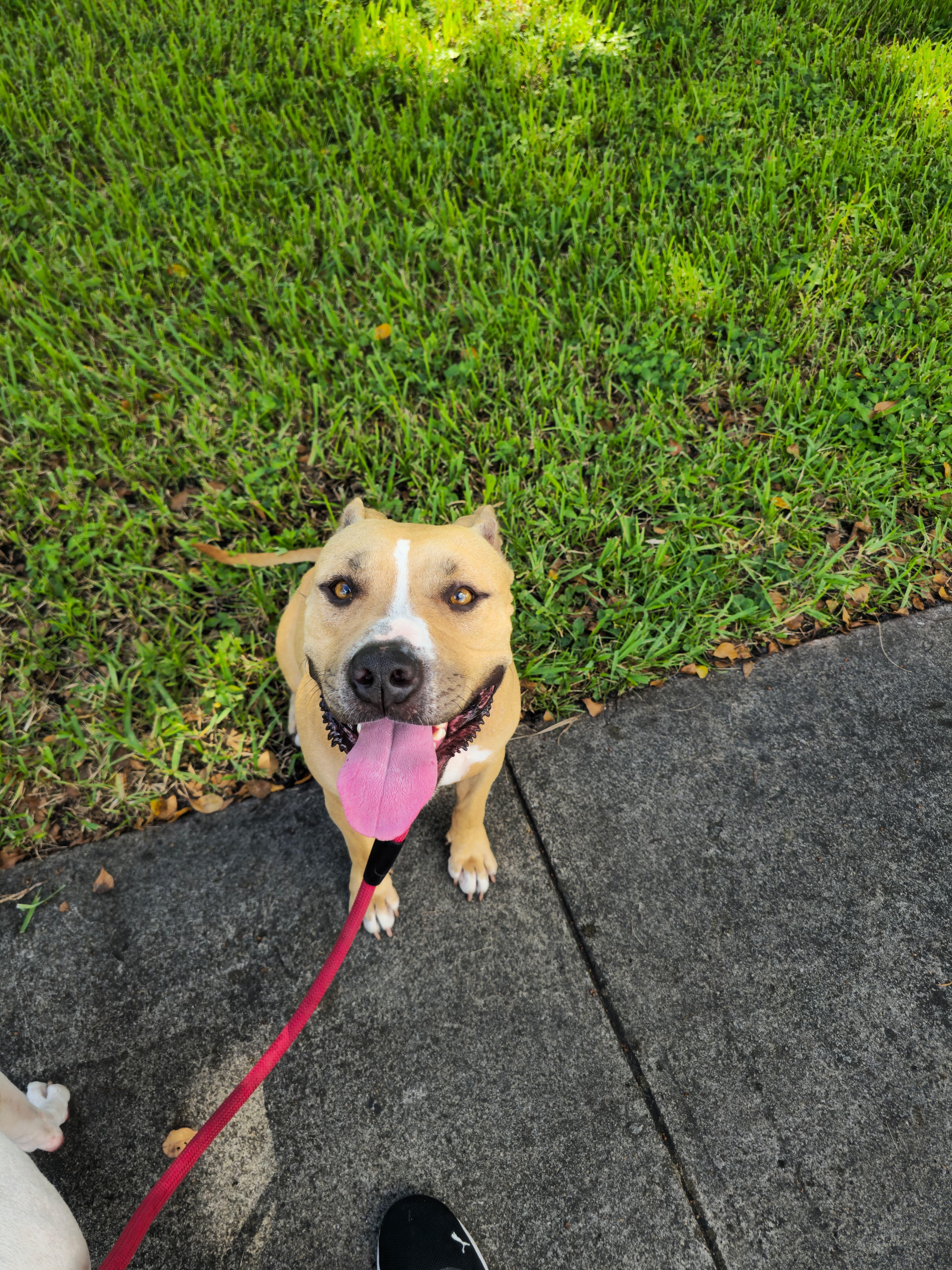 Enlarge Molly, an adoptable mixed breed in Homestead, FL image 3/6