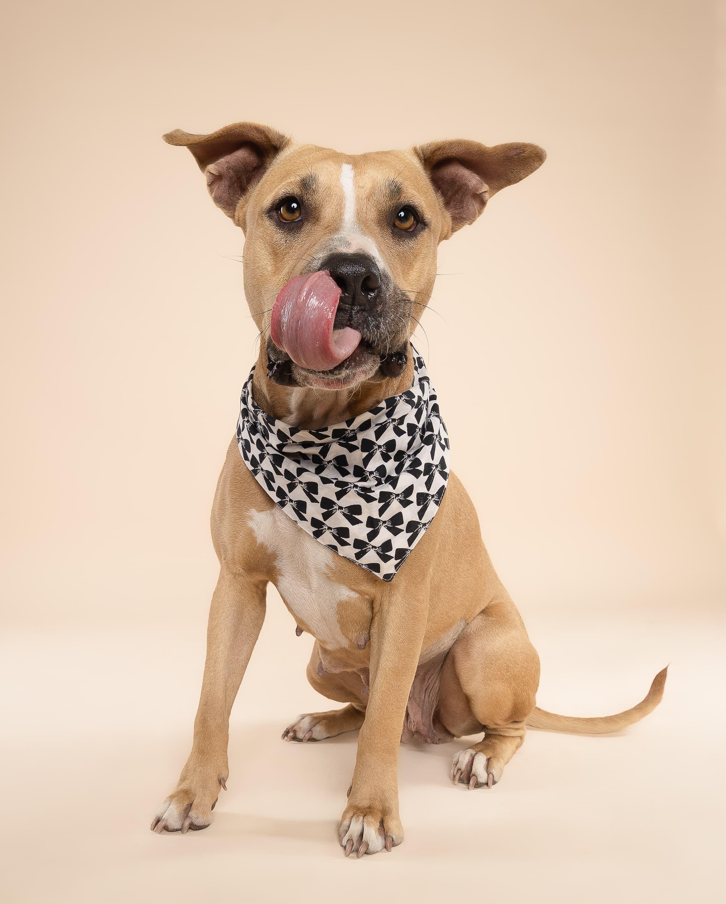 Enlarge Molly, an adoptable mixed breed in Homestead, FL image 1/6
