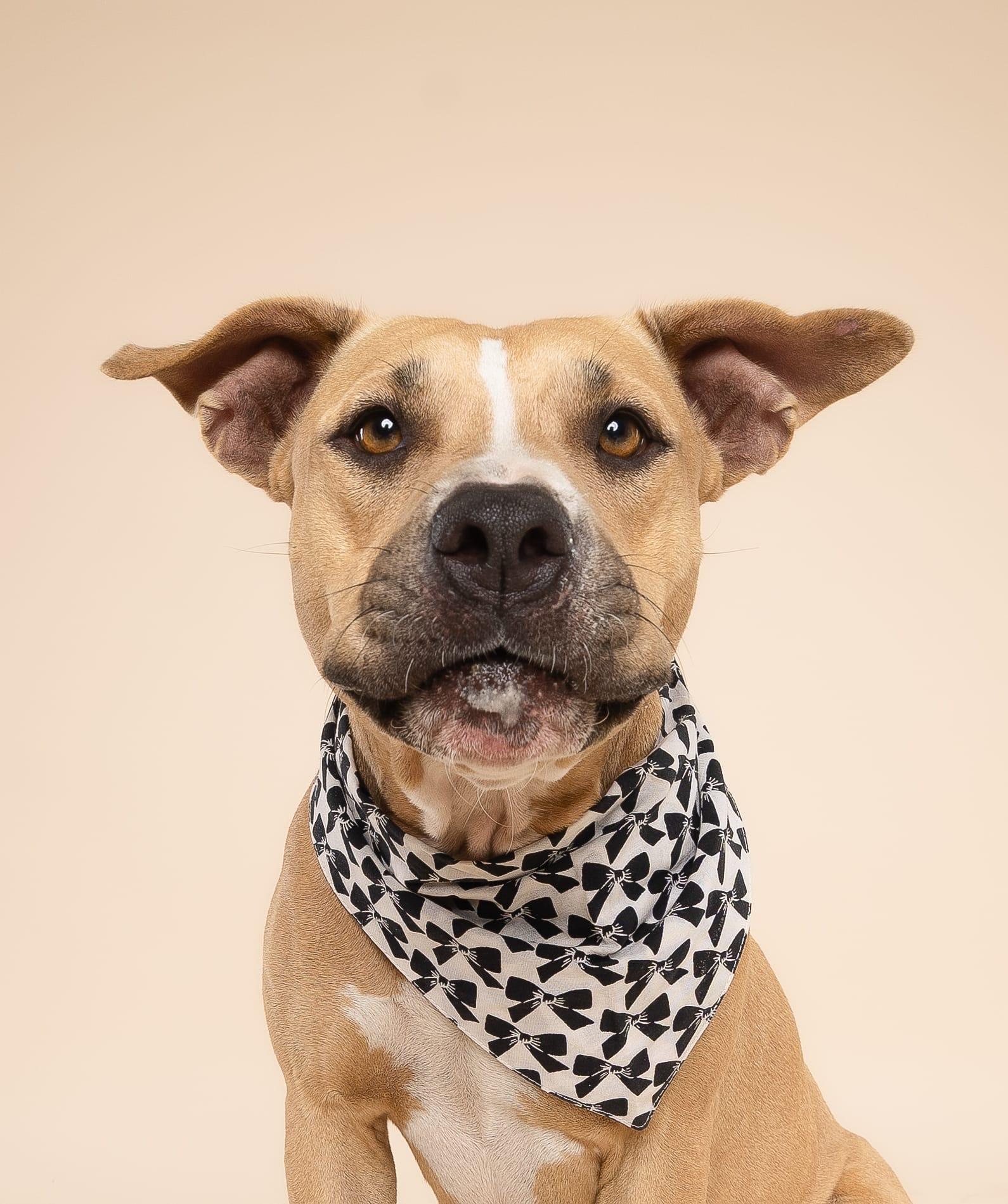 Enlarge Molly, an adoptable mixed breed in Homestead, FL image 4/6