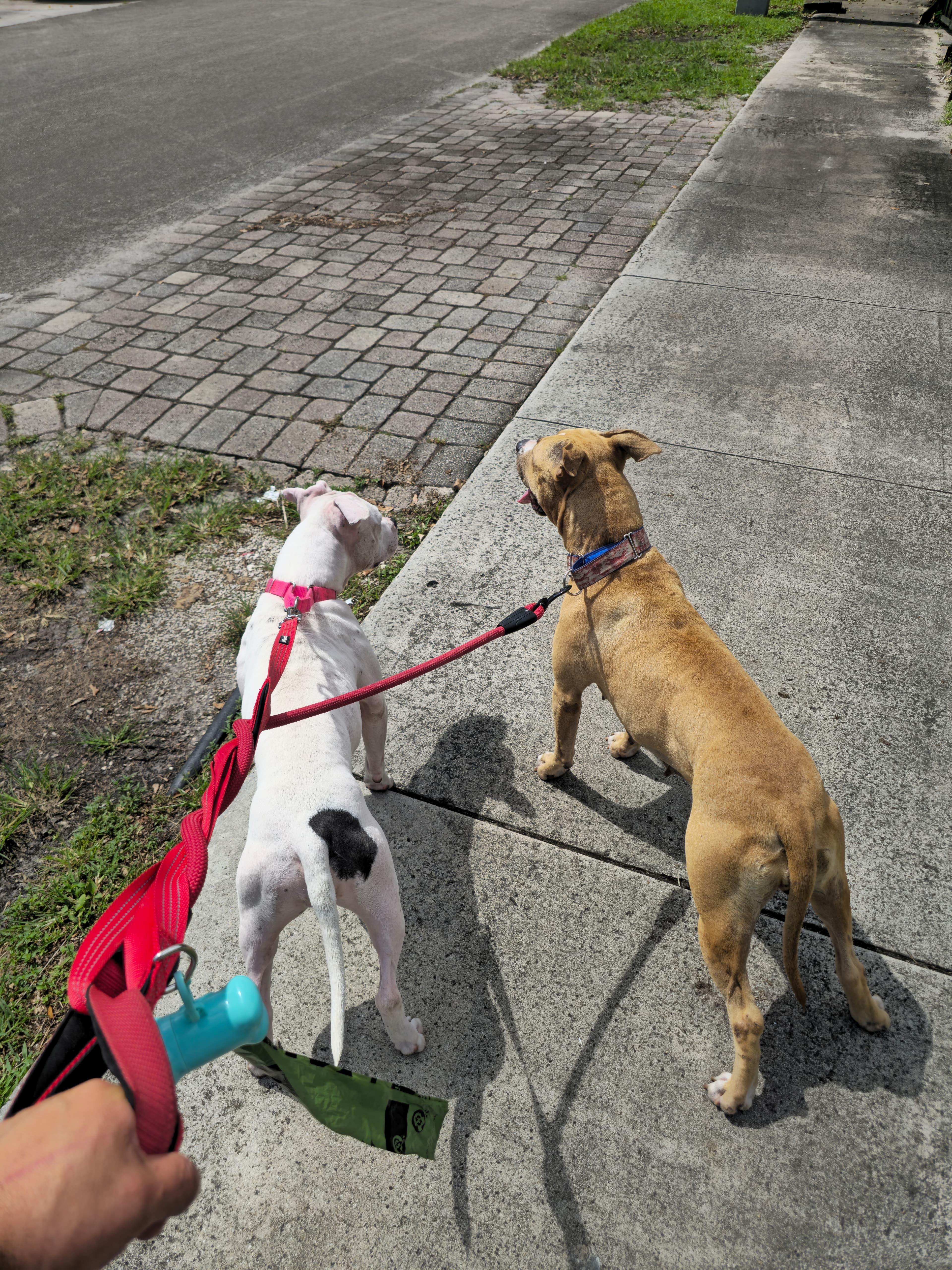 Enlarge Molly, an adoptable mixed breed in Homestead, FL image 5/6