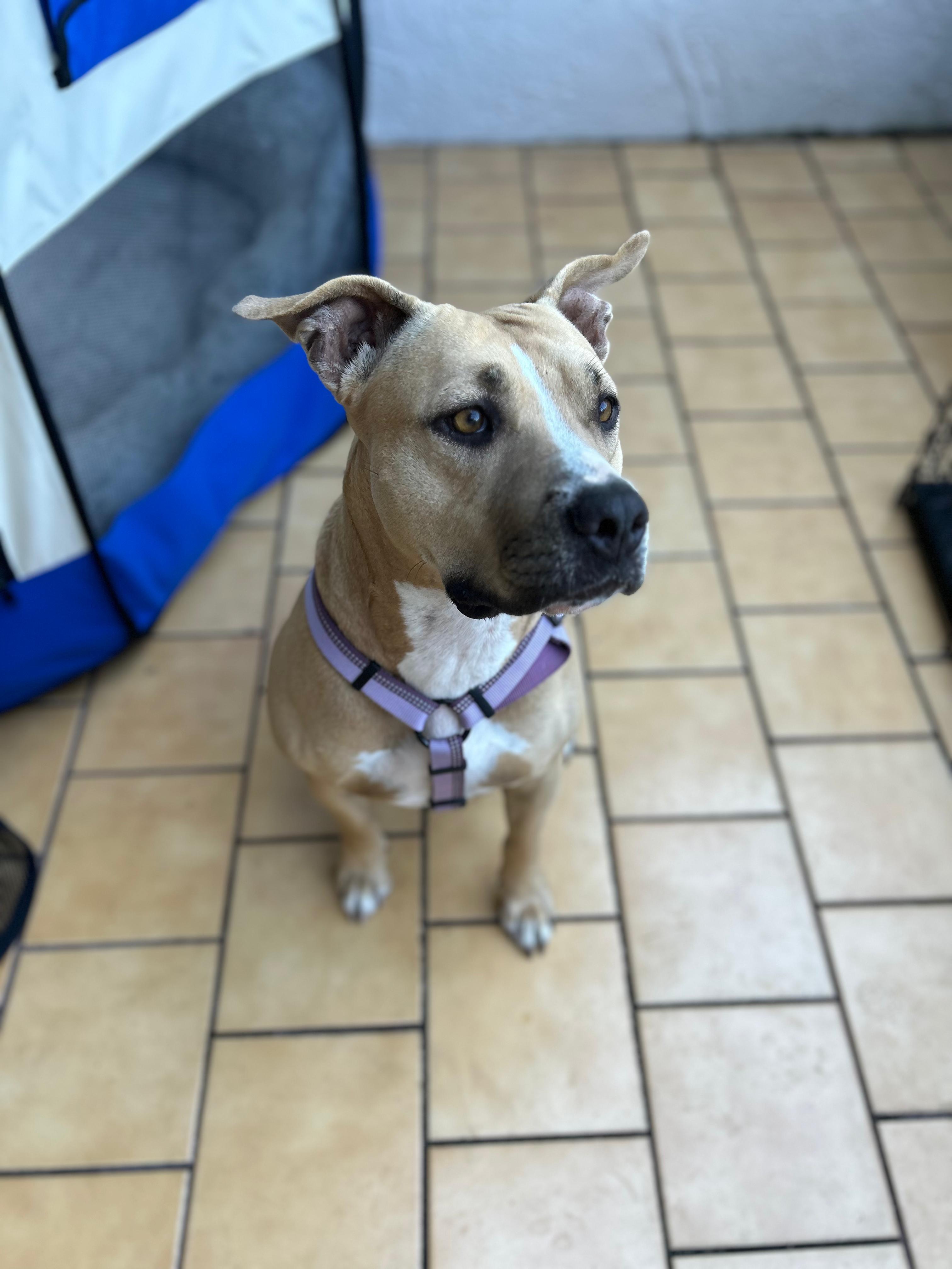 Enlarge Molly, an adoptable mixed breed in Homestead, FL image 2/6