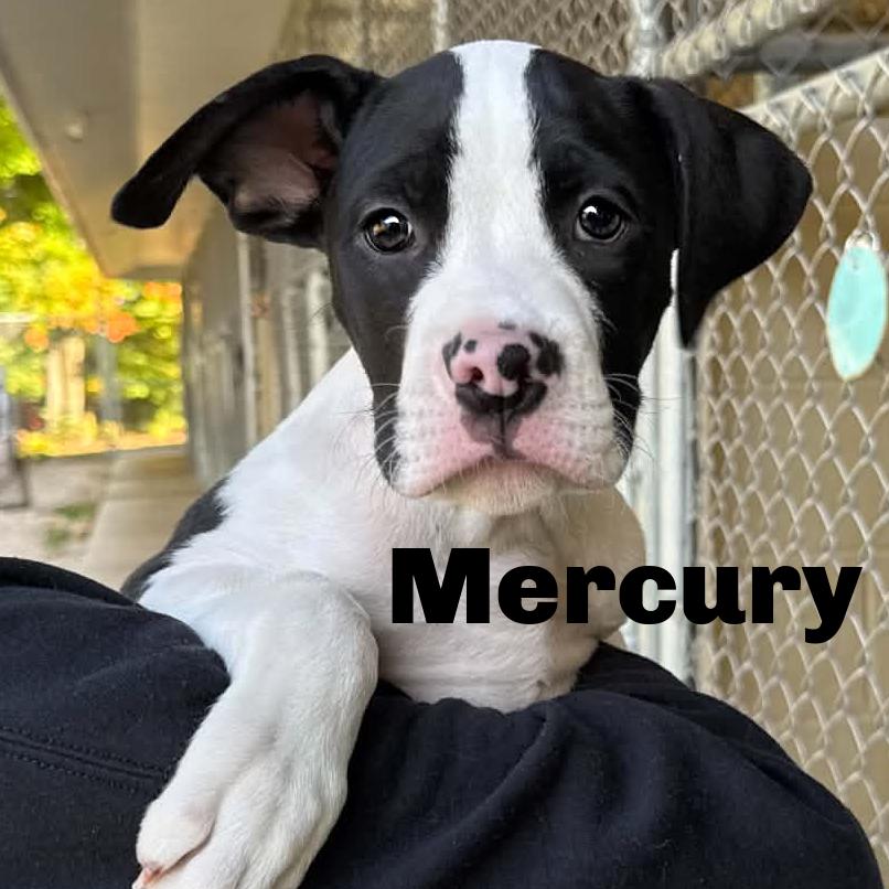 Mercury 260756 photo